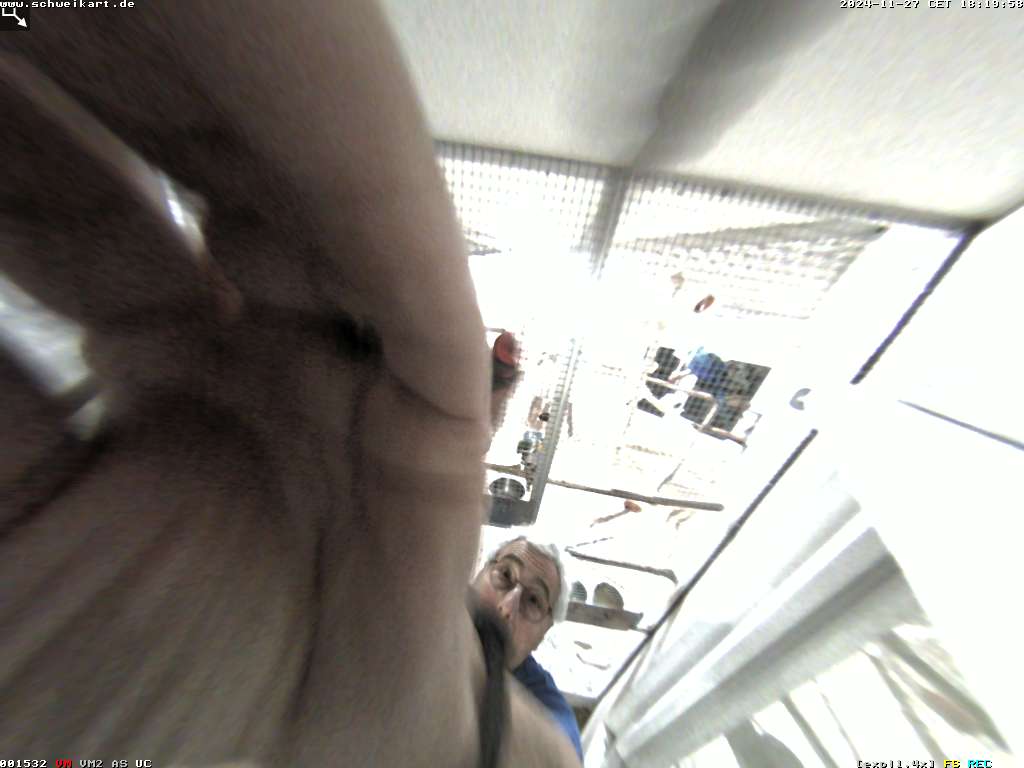 voge